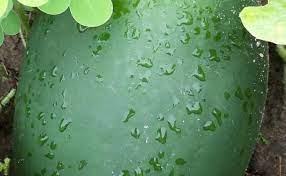 Mountain Hoosier watermelon Citrullus lanatus seeds for edible garden